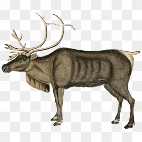 Vintage Reindeer Clip Arts - Reindeer, HD Png Download - reindeer png