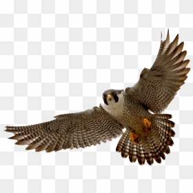 Diving Hawk Png - Peregrine Falcon Transparent Background, Png Download - hawk png