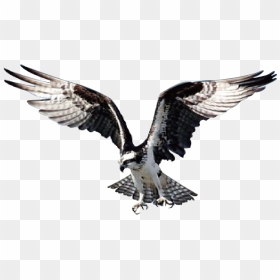 Hawk - Oiseau De Proie Png, Transparent Png - hawk png