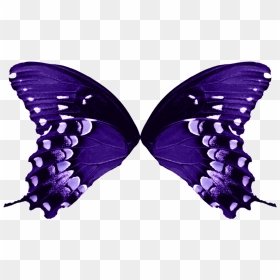 Butterfly Wing Png & Free Butterfly Wing Transparent, Png Download - fairy wings png
