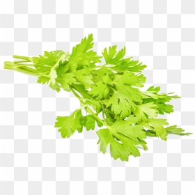 Parsley 1 Kg - Parsley, HD Png Download - walmart png