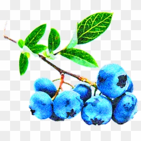 Arandanos Star, HD Png Download - blueberry png