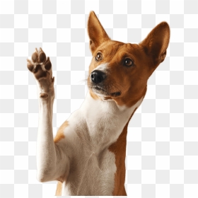 Dog Raising Paw, HD Png Download - dog paw png