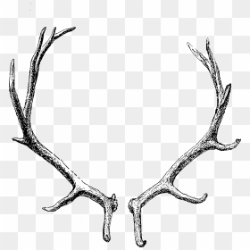 Reindeer Antler Horn Clip Art - Antler Png, Transparent Png - reindeer png