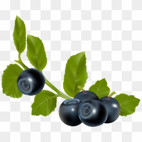 Blueberry - Blueberry Branch Transparent, HD Png Download - blueberry png