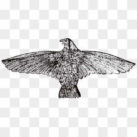 Vintage Hawk Png, Transparent Png - hawk png