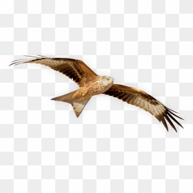 Transparent Red Kite Clipart - Red Kite Bird Transparent, HD Png Download - hawk png