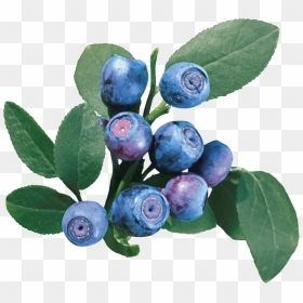 Blueberry Png Image - Blueberry Bush Transparent Background, Png Download - blueberry png