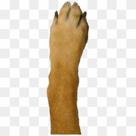 Thumb Image - Dog's Leg And Paw Png, Transparent Png - dog paw png