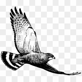 Hawk, HD Png Download - hawk png