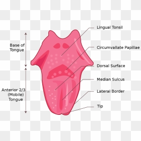 File - Tongue - Svg - Simple Tongue Diagram For Kids, HD Png Download - tongue png