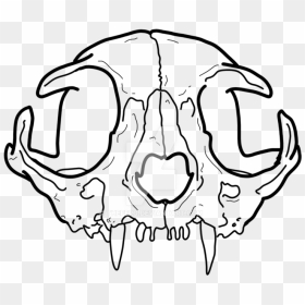 Skull And Crossbones Png Transparent Background - Transparent Cat Skull Drawing, Png Download - skull and crossbones png