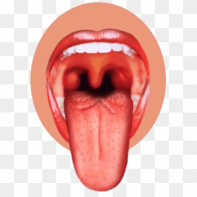 Human Tongue Png Image - Taste Buds On Tongue, Transparent Png - tongue png