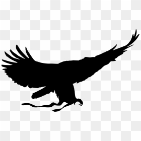 Red Tailed Hawk Clipart Helang - Philippine Eagle Flying Vector, HD Png Download - hawk png