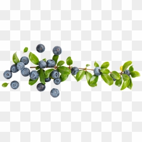 Transparent Blueberry Bush Clipart - Transparent Blueberry Clipart Background, HD Png Download - blueberry png