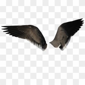 Black Wings - Bird Wings Transparent Background, HD Png Download - wing png
