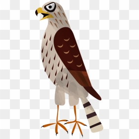 Hawk Clipart - Red-tailed Hawk, HD Png Download - hawk png