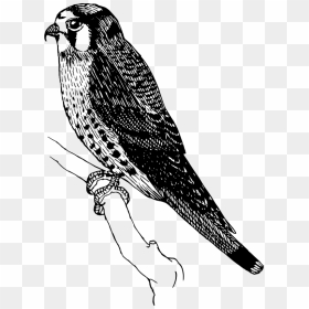 Sparrow Hawk - Sparrowhawk Clipart, HD Png Download - hawk png