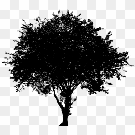 Evergreen Vector Png - Silhouette Dogwood Tree Vector, Transparent Png - tree vector png