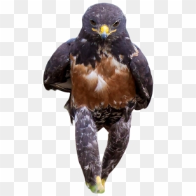 Badass Hawk, HD Png Download - hawk png
