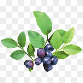 Blueberry Png, Transparent Png - blueberry png