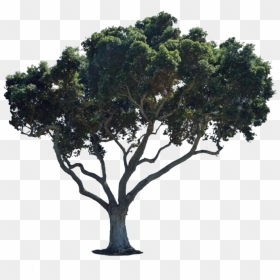 Street Tree Png - Tree Png For Photoshop, Transparent Png - street png