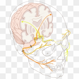 Bell's Palsy Nerve Diagram, HD Png Download - mlg blunt png