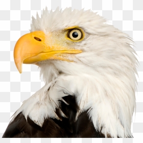 Bald Eagle Png Transparent - Eagle Head Png Transparent, Png Download - bald eagle png
