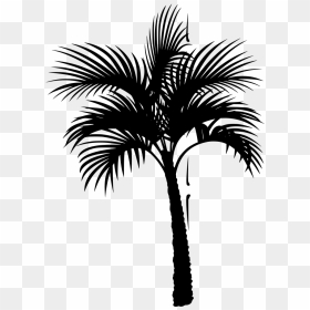 Coconut Tree Vector , Png Download - Palm Tree Pic Vector, Transparent Png - tree vector png