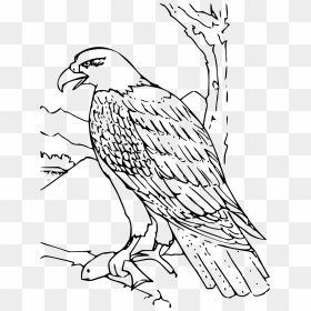 Coloring Book Bald Eagle Clip Arts, HD Png Download - bald eagle png