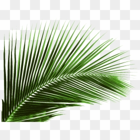 Arecaceae Leaf Palm Branch Tree - Coconut Tree Leaf Png, Transparent Png - palm leaf png