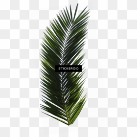 Palm Tree Leaf , Png Download - Palm Tree Leaf, Transparent Png - palm leaf png