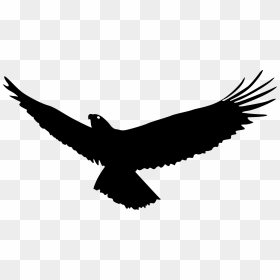 Bald Eagle Bird Flight - Bald Eagle Flying Silhouette, HD Png Download - bald eagle png