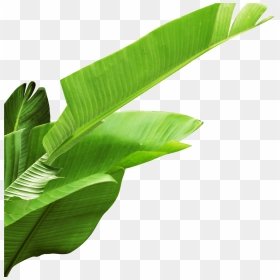 Banana Leaves Png Download - Banana Leaves Clipart Png, Transparent Png - palm leaf png