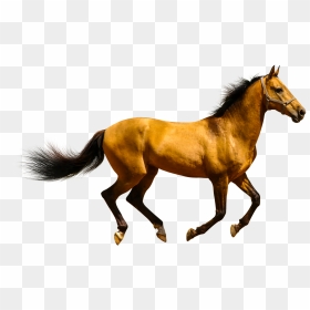 Animals Clipart Png,cartoon Animals Png,cute Animal - Horse Png, Transparent Png - animals png