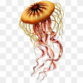 Jellyfish Clip Arts - Ernst Haeckel Jelly Fish, HD Png Download - jellyfish png
