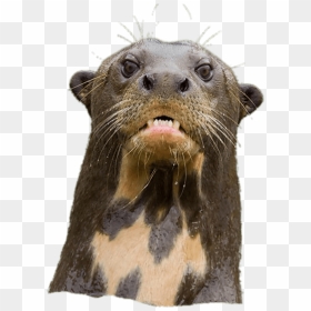 Angry Giant River Otter - Otter Png, Transparent Png - river png