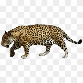 Animals Png Images For Size Comparisons - Jaguar Png, Transparent Png - animals png
