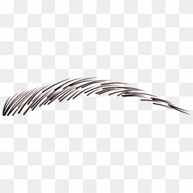 Microblading Eyebrow Design About - Transparent Background Eyebrow Png, Png Download - eyebrows png