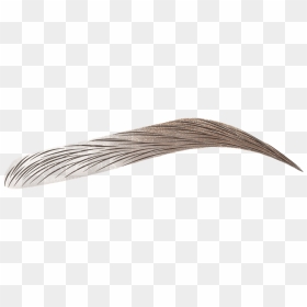 Brows Png Png Image With No Background - Transparent Background Eyebrow Png, Png Download - eyebrows png