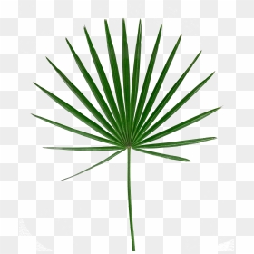 Palm Leaf Png Image Free Download Searchpng - Portable Network Graphics, Transparent Png - palm leaf png