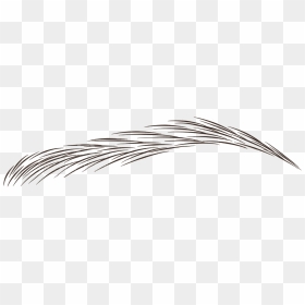 Eye Brows Png - Hair Stroke Pattern Brows, Transparent Png - eyebrows png