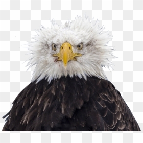 Transparent Bald Eagle Head Png - Bald Eagle Bad Hair Day, Png Download - bald eagle png