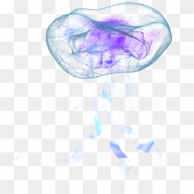 Jellyfish Png, Transparent Png - jellyfish png