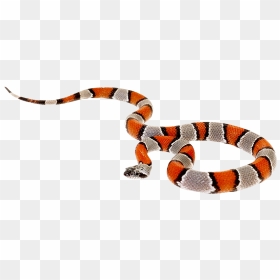 Coral Snake No Background, HD Png Download - coral png