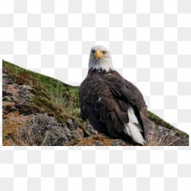 Bald Eagle Png Free Image Download - Eagle, Transparent Png - bald eagle png