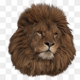 Lion Head Tumblr Transparent Download - Lion Head Transparent Background, HD Png Download - lion head png