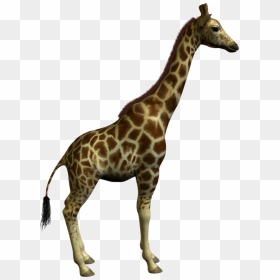 Giraffe Clipart Real - Yumka´, HD Png Download - animals png