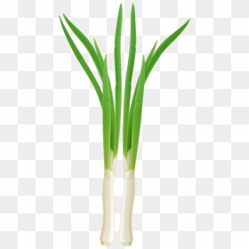 Fresh Onion Png Clipart - Green Onion Clipart, Transparent Png - onion png
