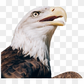Download Free Eagle Png Transparent Images Transparent - Bald Eagle Head Transparent Background, Png Download - bald eagle png